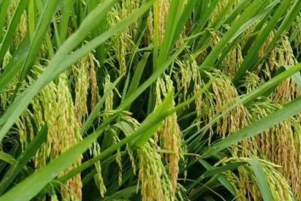 鸿源8号水稻品种的特性，普通粳稻品种