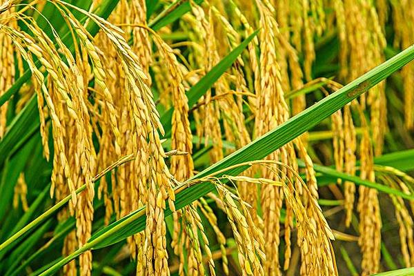 鸿源8号水稻品种的特性，普通粳稻品种