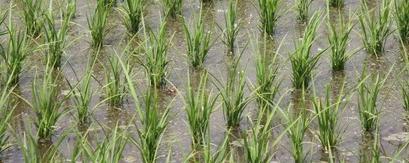 绥粳113水稻种简介，香稻品种