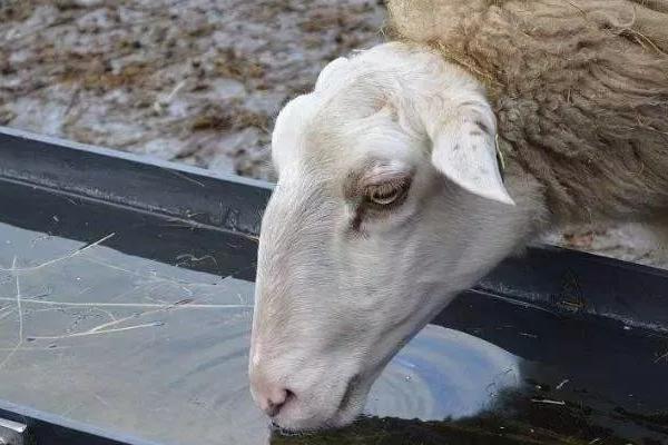 养羊饮水要点，冬春季节要将水温控制在20-30℃