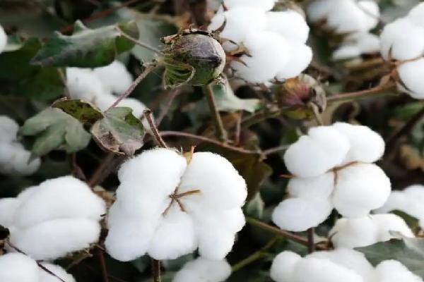 皖棉41号棉花品种的特性，全生育期化调3~4次