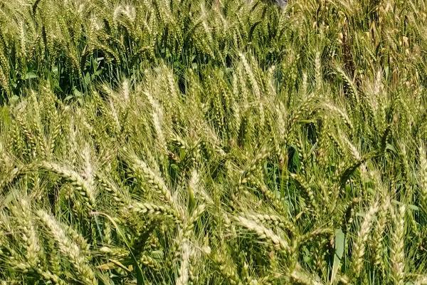 宁中麦2号小麦种简介，半冬性小麦品种
