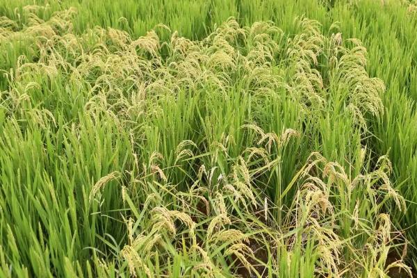 越光518水稻种子特征特性，每亩栽插1.8万穴