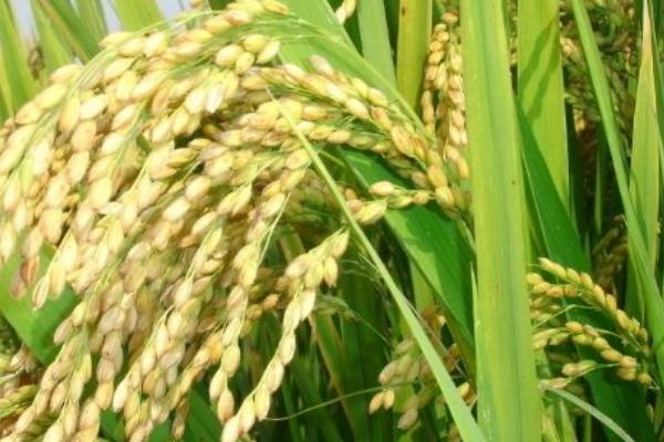 淮稻58水稻种子简介，每亩栽插1.8万穴