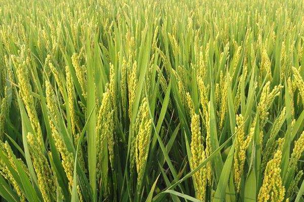 越光518水稻种子特征特性，每亩栽插1.8万穴