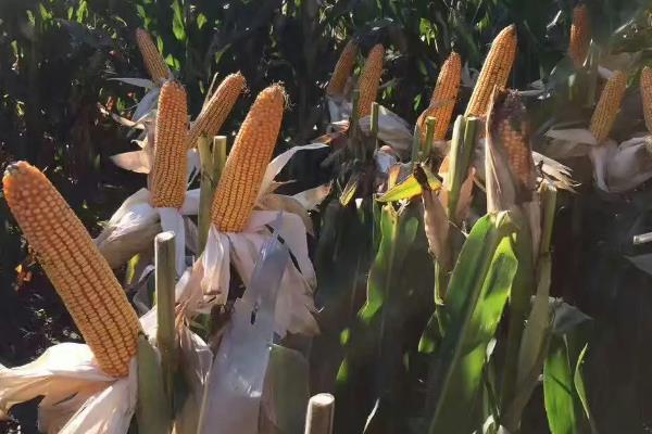 奉美佳72玉米种子介绍，种植密度以每亩3500株为宜