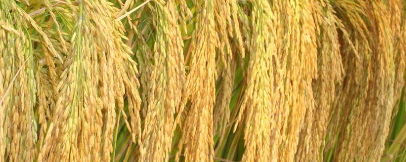 春两优粤标5号水稻种子特点，着粒密度中等