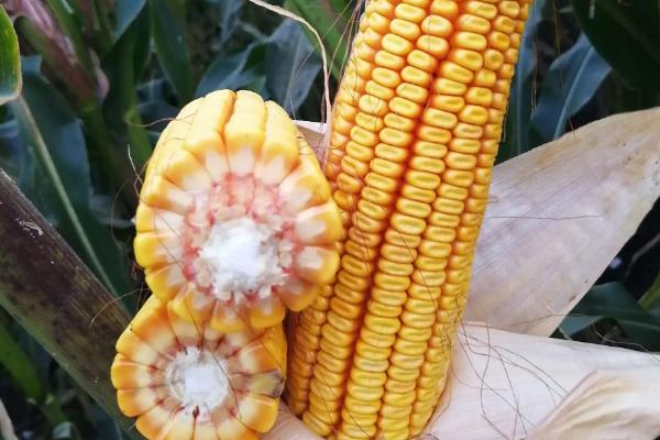 机玉317玉米品种的特性，注意防治穗腐病