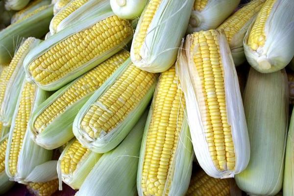 泛玉639玉米品种的特性，适宜密度4500株/亩