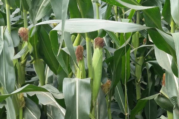 泛玉639玉米品种的特性，适宜密度4500株/亩