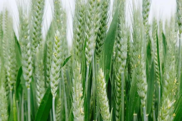 遂麦162小麦品种的特性，每亩适宜基本苗18～22万