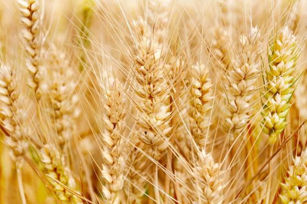遂麦162小麦品种的特性，每亩适宜基本苗18～22万