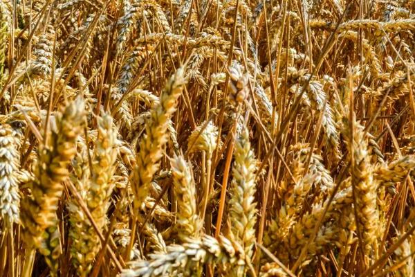 启航66小麦品种简介，适宜播种期10月上中旬