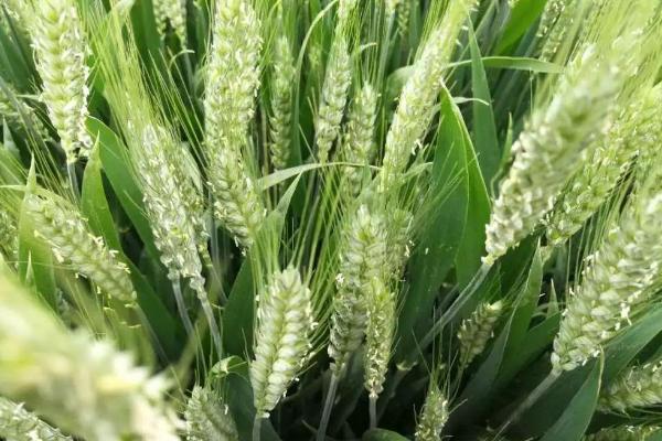 秋乐麦308小麦种子介绍，半冬性品种
