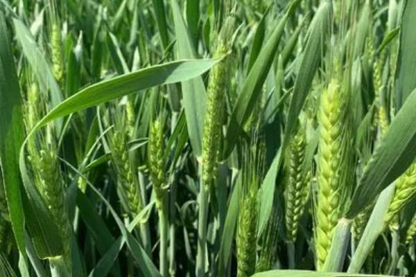 秋乐麦308小麦种子介绍，半冬性品种