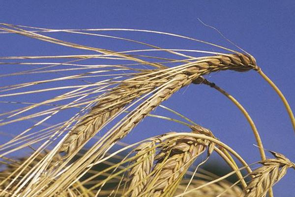 宛麦270小麦种子简介，半冬性品种