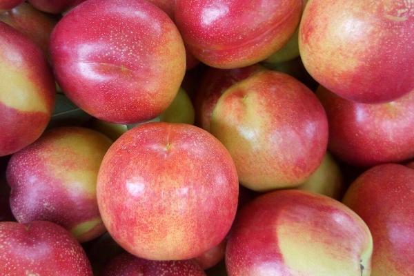 油桃是不是转基因桃子，不属于转基因食品