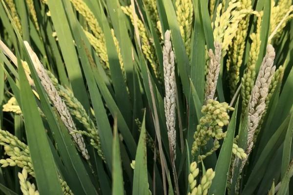 G189S水稻种子简介，秧田亩播种量6～8公斤