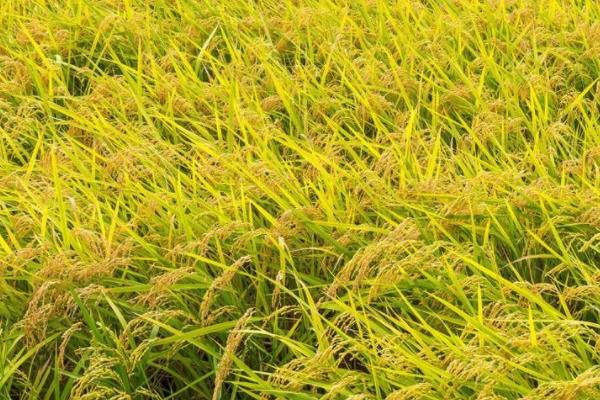 花香1S水稻种子特点，在海南冬繁11月上旬播种