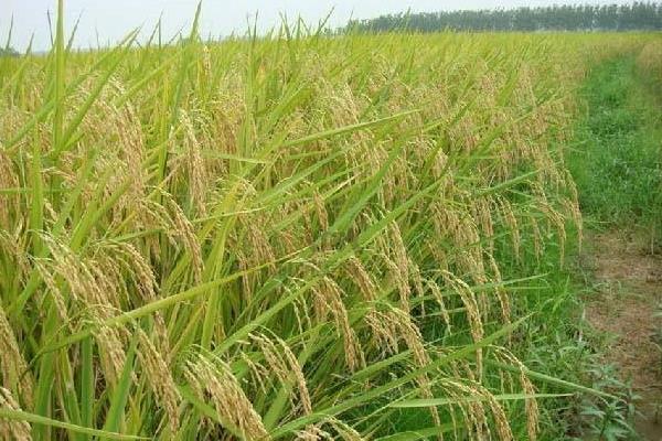 香禾优1002水稻种子简介，注意防治白叶枯病
