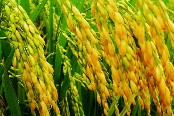 野香优明月丝苗水稻种子简介，晚造全生育期111～114天