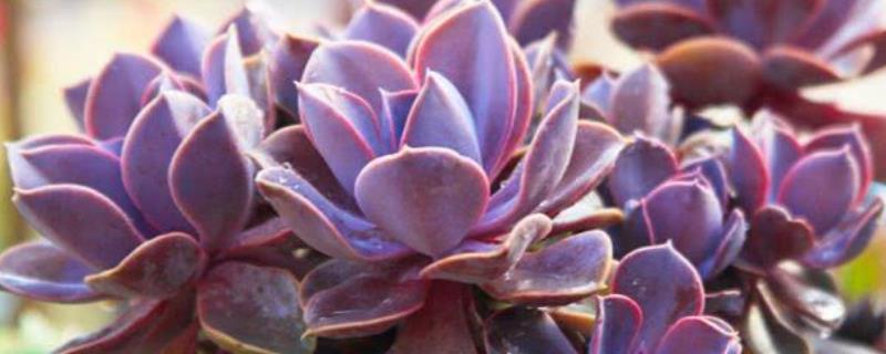 紫珍珠的养殖方法，可叶插或枝插
