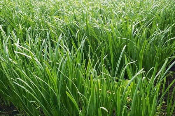 韭菜的种植时间，可春播、夏播、秋播