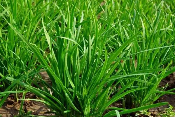 韭菜的种植时间，可春播、夏播、秋播