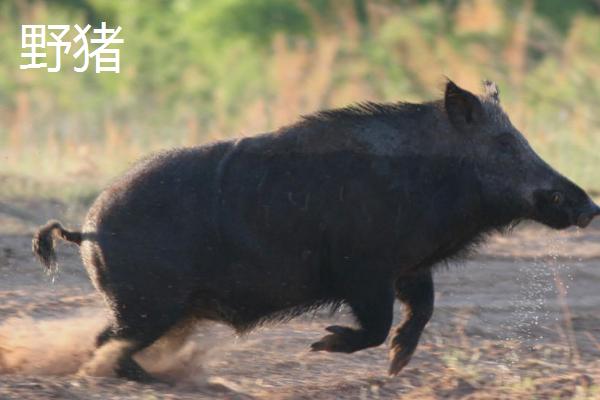 疣猪和野猪有什么区别，疣猪是野猪里面的一个品种