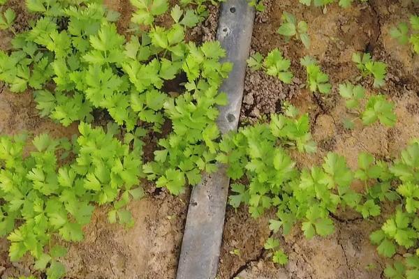 冬季怎么种植芹菜，大小苗要分级定植