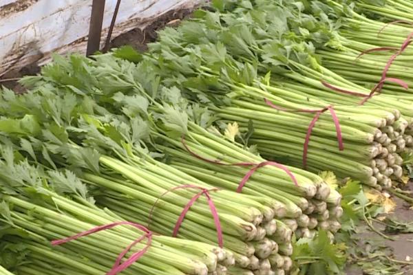 冬季怎么种植芹菜，大小苗要分级定植