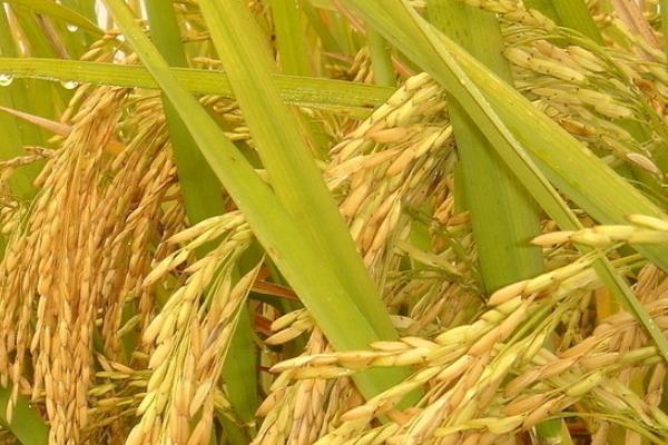 六福优977水稻品种的特性，最高苗控制在每亩25～28万