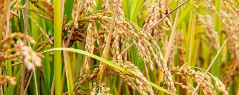 又美优金丝苗水稻种子特征特性，注意防治白叶枯病