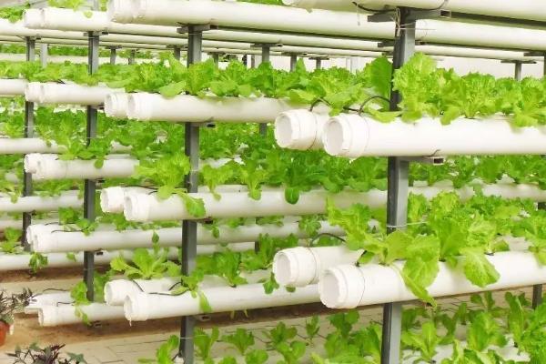 蔬菜的水培方法，可将蔬菜栽种至定植杯中、再镶嵌于浮板各孔上