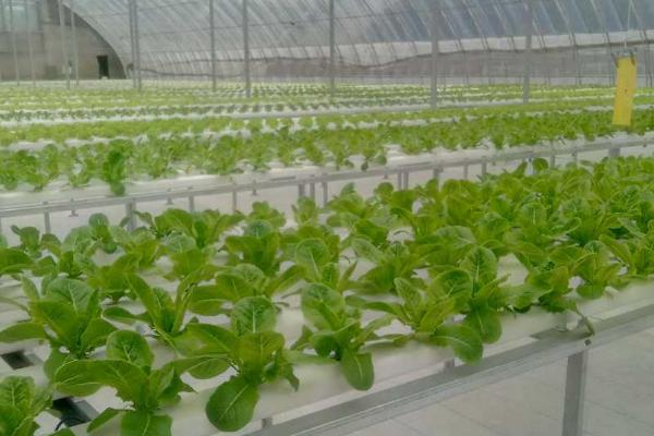 蔬菜的水培方法，可将蔬菜栽种至定植杯中、再镶嵌于浮板各孔上