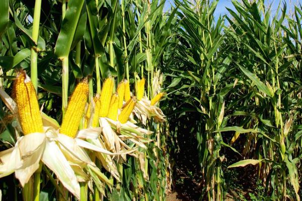 斯达204玉米种的特征特性，鲜籽千粒重达到352克