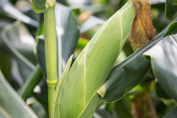 斯达204玉米种的特征特性，鲜籽千粒重达到352克