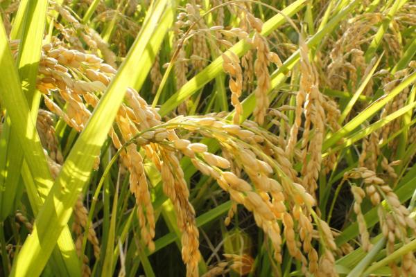 福兴优510水稻品种简介，感温籼型三系杂交稻品种