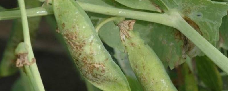 豌豆褐斑病，在温暖、多雨或潮湿条件下发病重