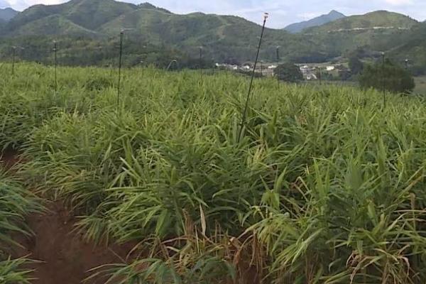 如何预防生姜叶片发黄，种植期间要及时浇水施肥、揭除地膜