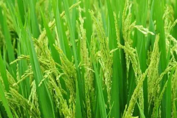 懒人稻的适种区域，适合种植在长江以南地区