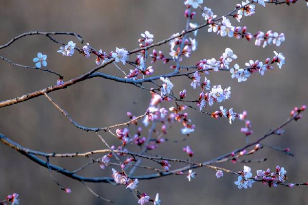 山桃花和桃花的区别，山桃花多为粉红色、桃花多为深红色或绯红色