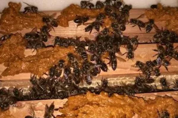 蜜蜂秋繁奖励饲喂多长时间，每天饲喂直到越冬期来临前21天