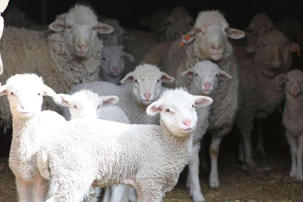 养羊最怕什么哪几种常见疾病，常见这6种