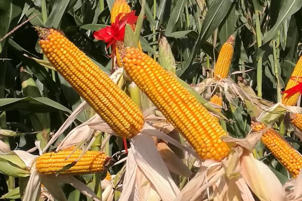 瑞普9909玉米种子介绍，适宜播期4月下旬至5月上旬