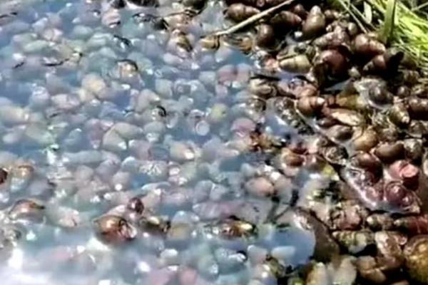 螺蛳怎么养殖，每亩池塘可放养20-30公斤螺种