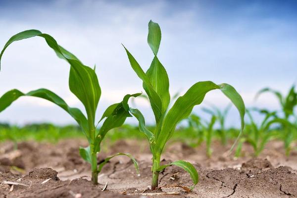 赛瑞德101玉米种子简介，适宜播期4月下旬至5月上旬