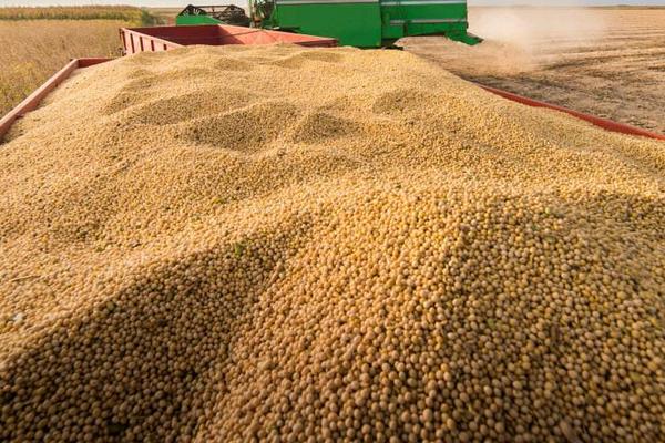 晋科13号大豆种子特点，亩播种量3～5千克