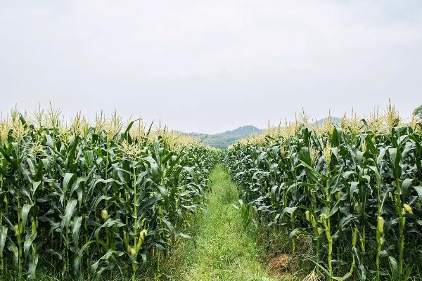 金育480玉米种子介绍，适宜在肥力中上等的地块种植
