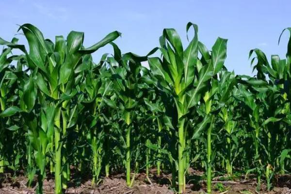 598K玉米品种的特性，适宜在肥力中上等的地块种植